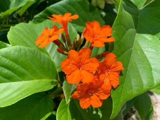 orange flower in the garden