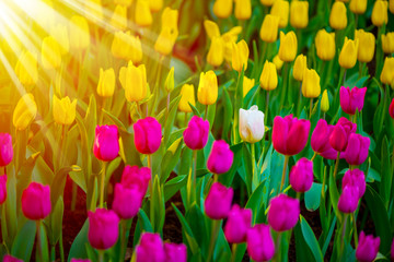 Unique white tulip among many purple and yellow tulips with green leaves background, one flower in the different color with sunshine, individuality and difference concept.