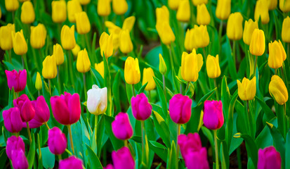 Unique white tulip among many purple and yellow tulips with green leaves background, one flower in the different color, individuality and difference concept.