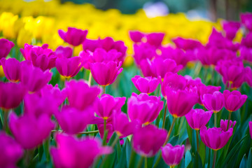 Beautiful bright colorful and beautiful scenes of Spring tulips in the field, Beautiful bouquet of tulips. Colorful tulips, Tulip flowers, pink, yellow, purple, Colorful flower garden background.