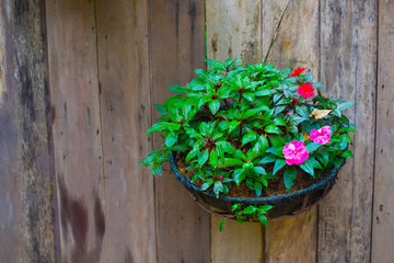 Pink and red flowers in a flower pot on an old wooden wall.