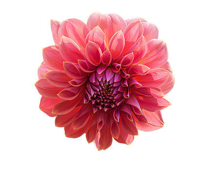 Single orange Dahlia flower with pink pollen, Dahlia isolated on white background with clipping path for design.