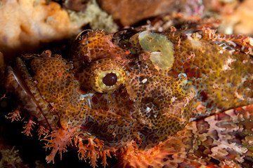Scorpionfish, Scorpaenidae are a family of mostly marine fish that includes many of the world's most venomous species