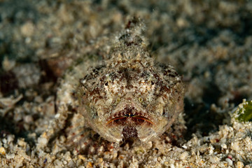 Scorpionfish, Scorpaenidae are a family of mostly marine fish that includes many of the world's most venomous species