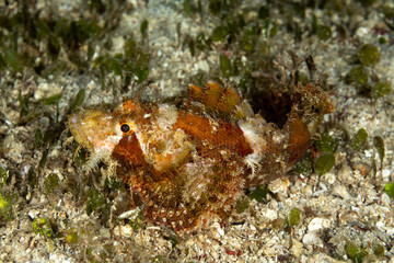Scorpionfish, Scorpaenidae are a family of mostly marine fish that includes many of the world's most venomous species