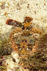 Scorpionfish, Scorpaenidae are a family of mostly marine fish that includes many of the world's most venomous species