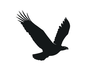 eagle in flight. isolated vector silhouette image of bird of prey