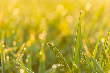 Fototapeta premium close up of a paddy rice and a blurry background