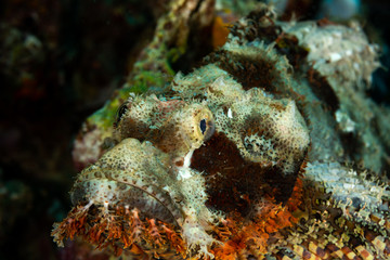 Scorpionfish, Scorpaenidae are a family of mostly marine fish that includes many of the world's most venomous species