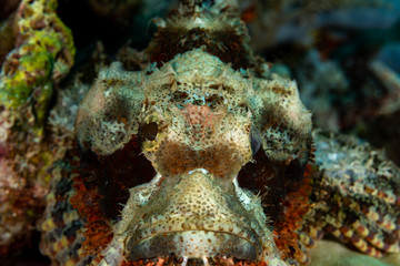 Scorpionfish, Scorpaenidae are a family of mostly marine fish that includes many of the world's most venomous species