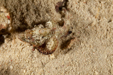 Scorpionfish, Scorpaenidae are a family of mostly marine fish that includes many of the world's most venomous species