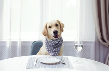 Cute funny dog waiting for food at dining table indoors