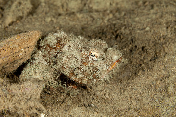 Scorpionfish, Scorpaenidae are a family of mostly marine fish that includes many of the world's most venomous species