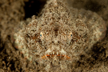 Scorpionfish, Scorpaenidae are a family of mostly marine fish that includes many of the world's most venomous species