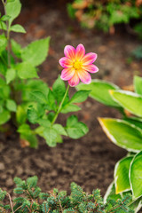 Beautiful pink flower in the garden. Vertical.