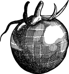 Image of a tomato made using the hatching technique.