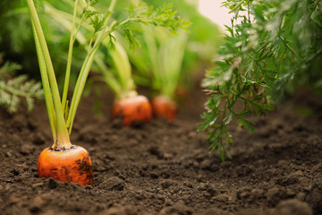 Ripe carrots growing on field. Organic farming