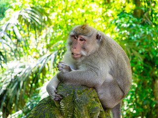 Mountain Monkey at public park.