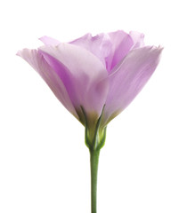 Beautiful fresh Eustoma flower on white background