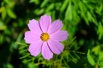 cosmos bipinnatus. Violet flower on a blurred background of green grass.