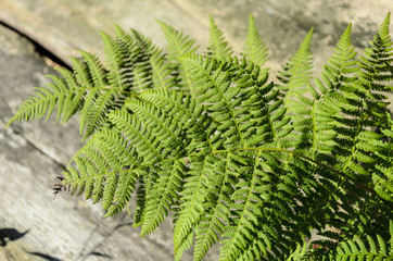 fern leaf on the background of old boards.