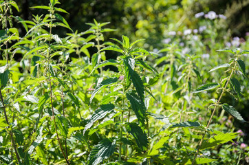 Bushes of green nettle on a sunny day. It is used in medicine and cooking.