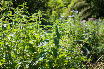 Bushes of green nettle on a sunny day. It is used in medicine and cooking.