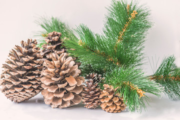 Beautiful pine cones and fir tree branch on the white background
