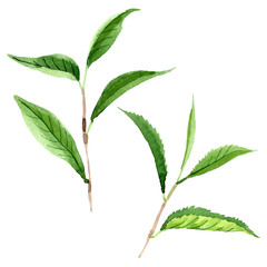 Green tea leaves. Watercolor background illustration set. Isolated leaf illustration element.