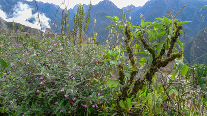 Machu Picchu in Peru is one of the miracles of the World
