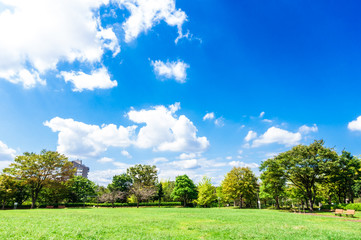 青空と緑の公園	