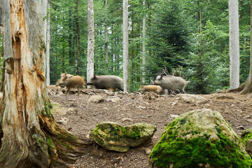 Nationalpark Bayrische Wald von Waldhäuser bis Neuschönau und rund um den Berg Lusen 1373m