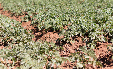 Agricultural fields in Madagascar