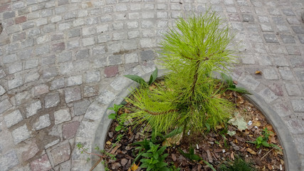 Mendoza is a beautiful city on the west of Argentina