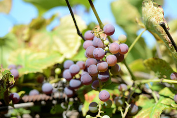 Unripe grapes in the summer garden on a bright sunny day closeup