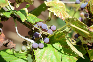 Unripe grapes in the summer garden on a bright sunny day closeup