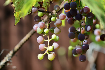 Unripe grapes in the summer garden on a bright sunny day closeup