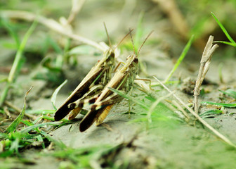 Couple Grasshooper