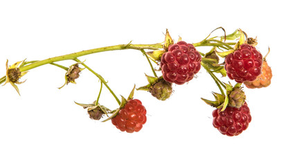 raspberry berry red isolate. ripe raspberries on a branch on an isolated white background.