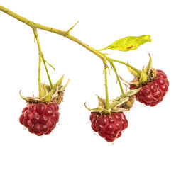raspberry berry red isolate. ripe raspberries on a branch on an isolated white background.