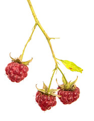 raspberry berry red isolate. ripe raspberries on a branch on an isolated white background.