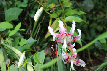 カノコユリの花の蜜を吸うモンキアゲハ