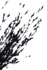 shadow from lavender on a white background on a sunny day. flat lay flower bouquet