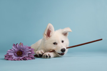 White shepherd puppy with a purple flower