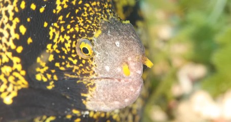 Jeweled moray eel, Sea of cortez, Mexico