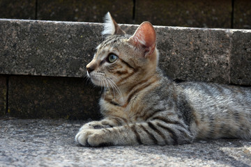 Tabby cat relaxing on the stone step of a stairs outdoor