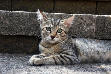 Tabby cat relaxing on the stone step of a stairs outdoor