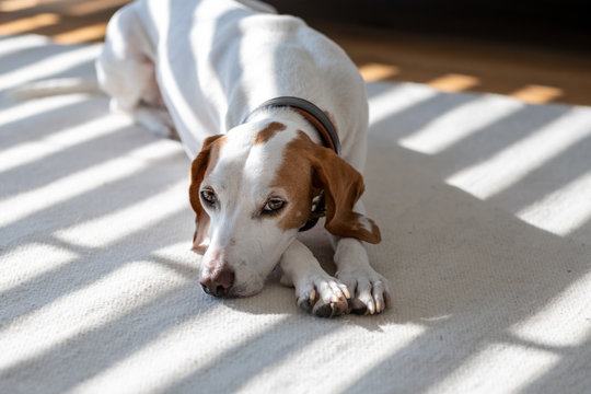 Ambiente-Foto-Hund zu Hause auf dem Teppich im Raffstore Schatten