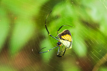 The spider catches the butterfly. Spider spin a web for catching its victims. Predator of small insects on food chain.