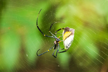 The spider catches the butterfly. Spider spin a web for catching its victims. Predator of small insects on food chain.